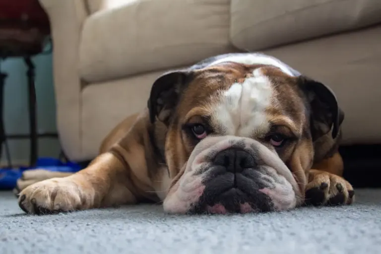Bulldog resting on a gray rug in front of a beige sofa